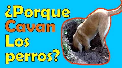 ¿Por qué los perros se hacen un ovillo?