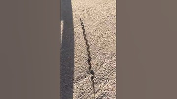 3 San Diego Gopher Snake basking on the trail #gopher #snake #gophersbake #relocation #gooutside #ad