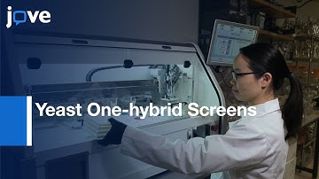 Yeast One-hybrid Screens To Identify TF and DNA Sequences Binding | Protocol Preview