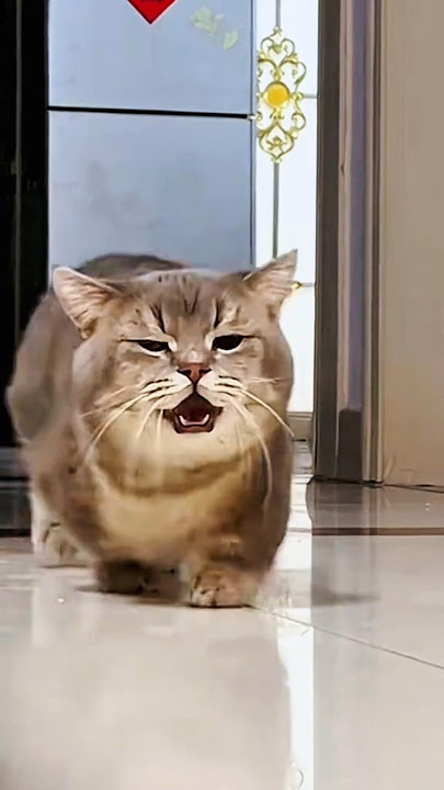 KUCING IMUT MEMANGGIL PEMILIKNYA