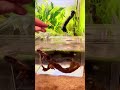Shrimp aquarium hospital, parts 1,2,3… no one likes a cut off video #aquarium #shrimp #fishtok #aqua