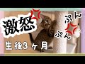 子猫が激おこぷんぷん。オラのキャットタワーに触るにゃ—————!!!