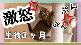 子猫が激おこぷんぷん。オラのキャットタワーに触るにゃ—————!!!
