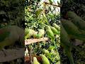 Mere Terrace Garden par Parrots ka Raaj 🦜🥭 |   #terraceinparrots #gardening #shortsfeed  #viral