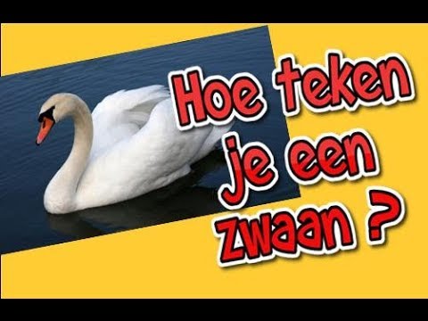 Video: Hoe Teken Je Een Zwaan?