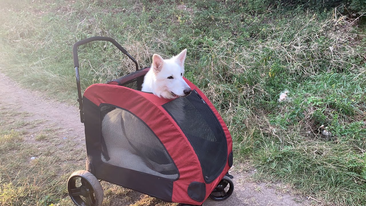 Unboxing amzdeal best pet stroller YouTube