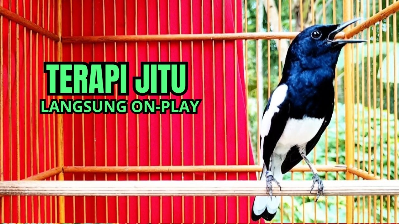 Suara Burung kacer gacor NGEPLONG tarung ini paling ampuh buat PANCINGAN KACER agar EMOSI Nyaut