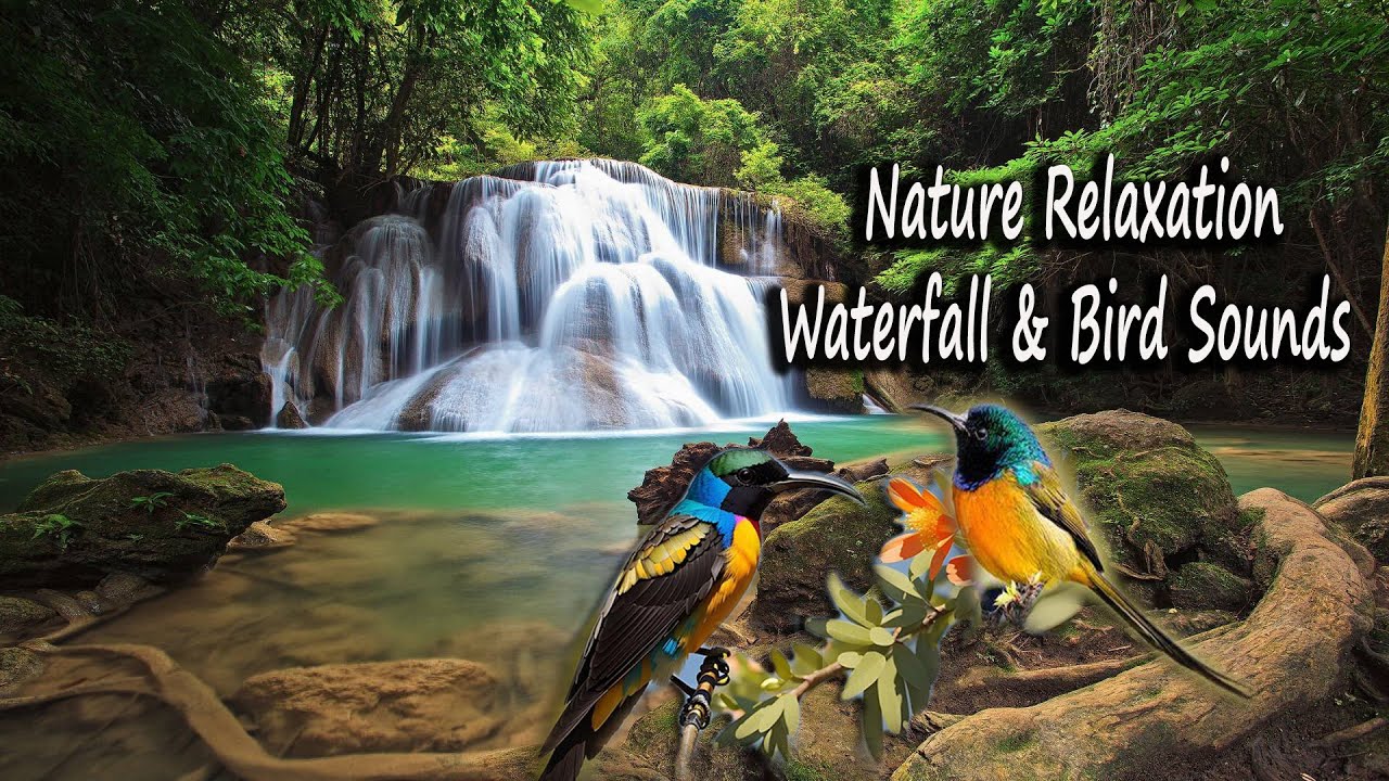 50 Minute ORIGINAL Nature Sound || Waterfall and BirdSong for Sleeping ...