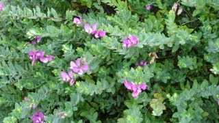 Polygala Myrtifolia Myrtle Leaf Milkwort Sweet Pea Shrub Youtube