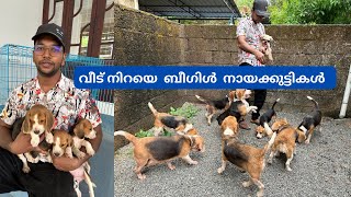 വീട് നിറയെ ബീഗിൾ നായകൾ, വിലക്കുറവിൽ വാങ്ങാം Beagle dog kennel