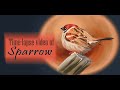Sparrow timelapse painting  meghasarts sparrow digitalpainting photoshop megharts