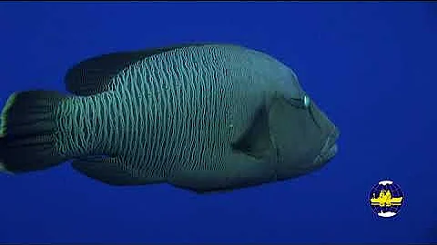 Каково происхождение названия вида Cheilinus undulatus Rüppell, 1835 — «рыба-наполеон» ?