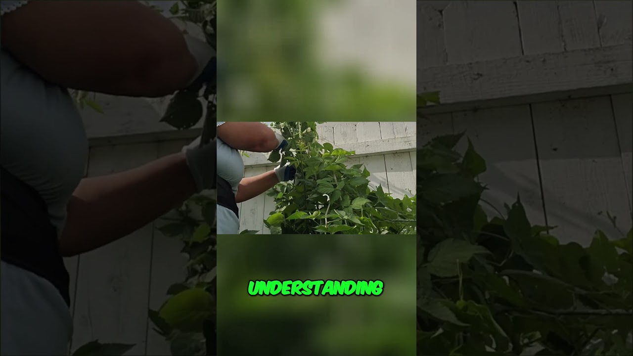 Выращивание малины: простое руководство по садоводству, которое вам нужно!