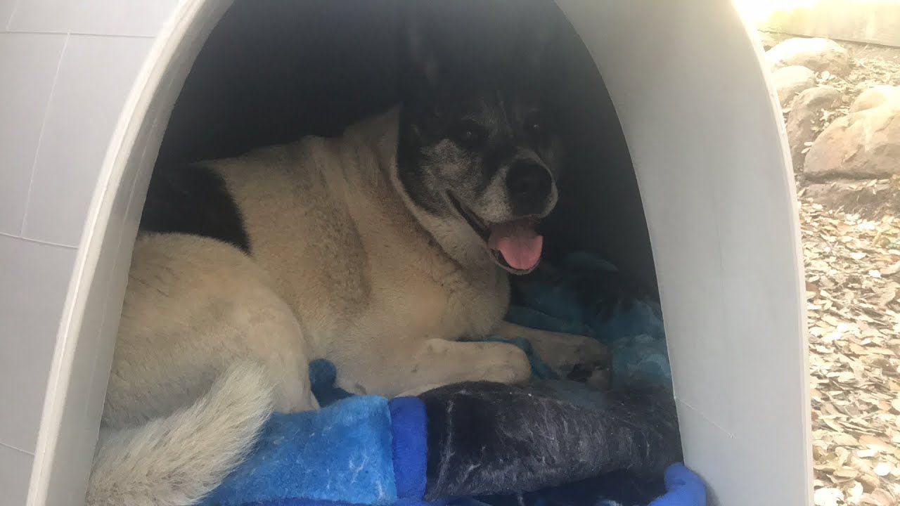 Do Igloos Keep Dogs Cool