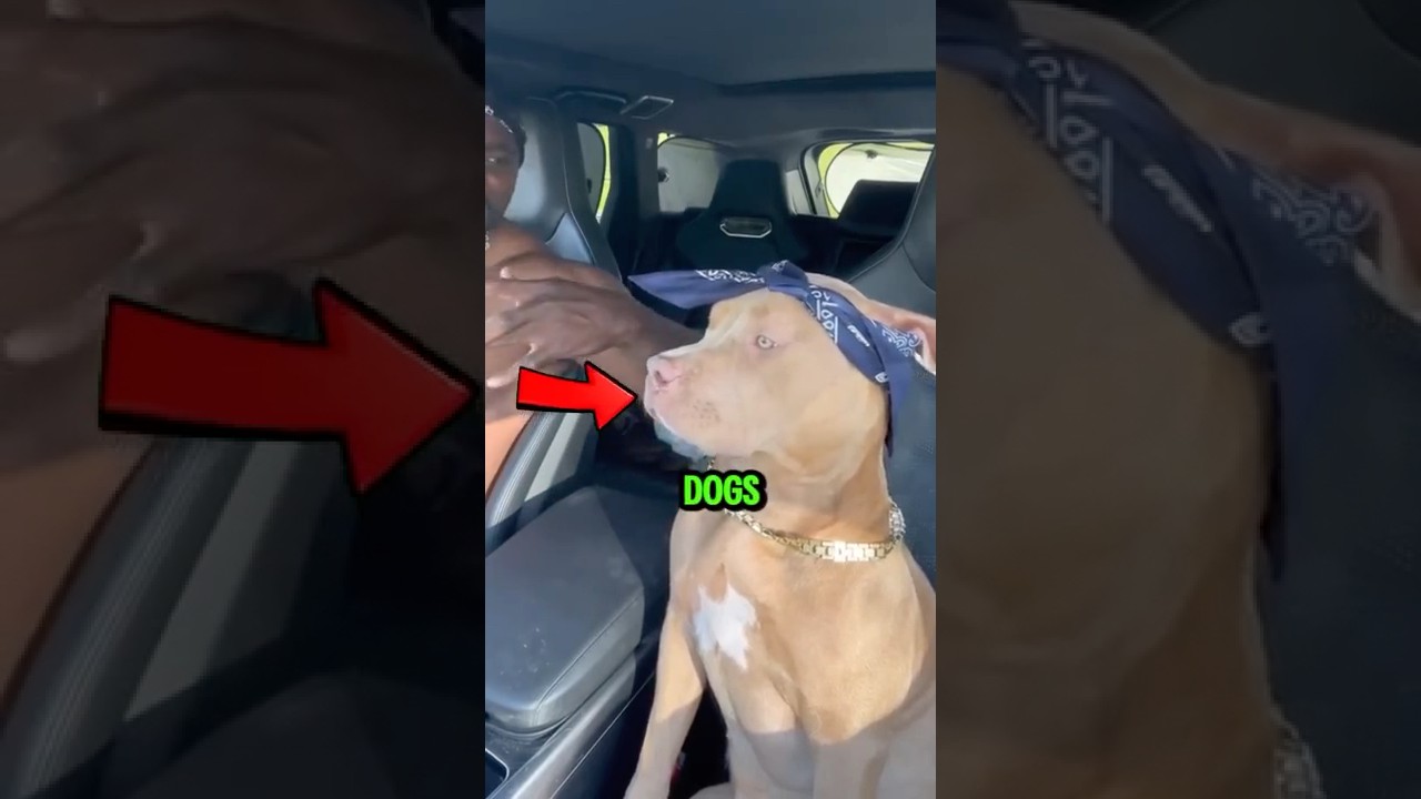 Топ-5 самых известных пород собак в Америке 🇺🇸🐕 