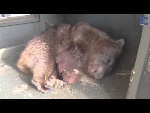 Depressed Wombat Finds Comfort In Toy