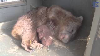 Depressed Wombat Finds Comfort In Toy