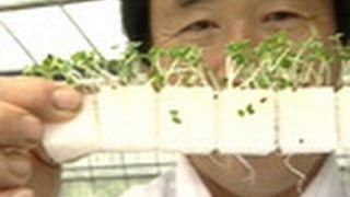 私のとれたて日本一！　（11）土はなくとも ミズナは 育つ？