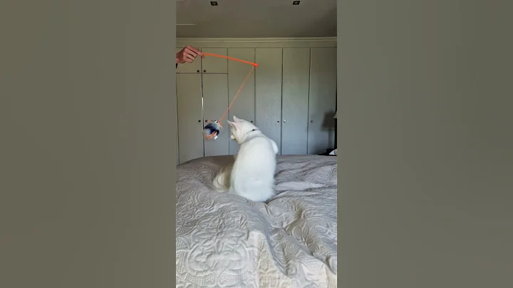 Video 10515281: mainecoon cat kitten kitty, mainecoon kitten cute kitty, mainecoon kitty funny cats, mainecoon dance