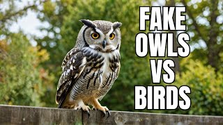Do Fake Owls REALLY Keep Birds Away From Your Property? #Wildlife #Nature #FakeOwls