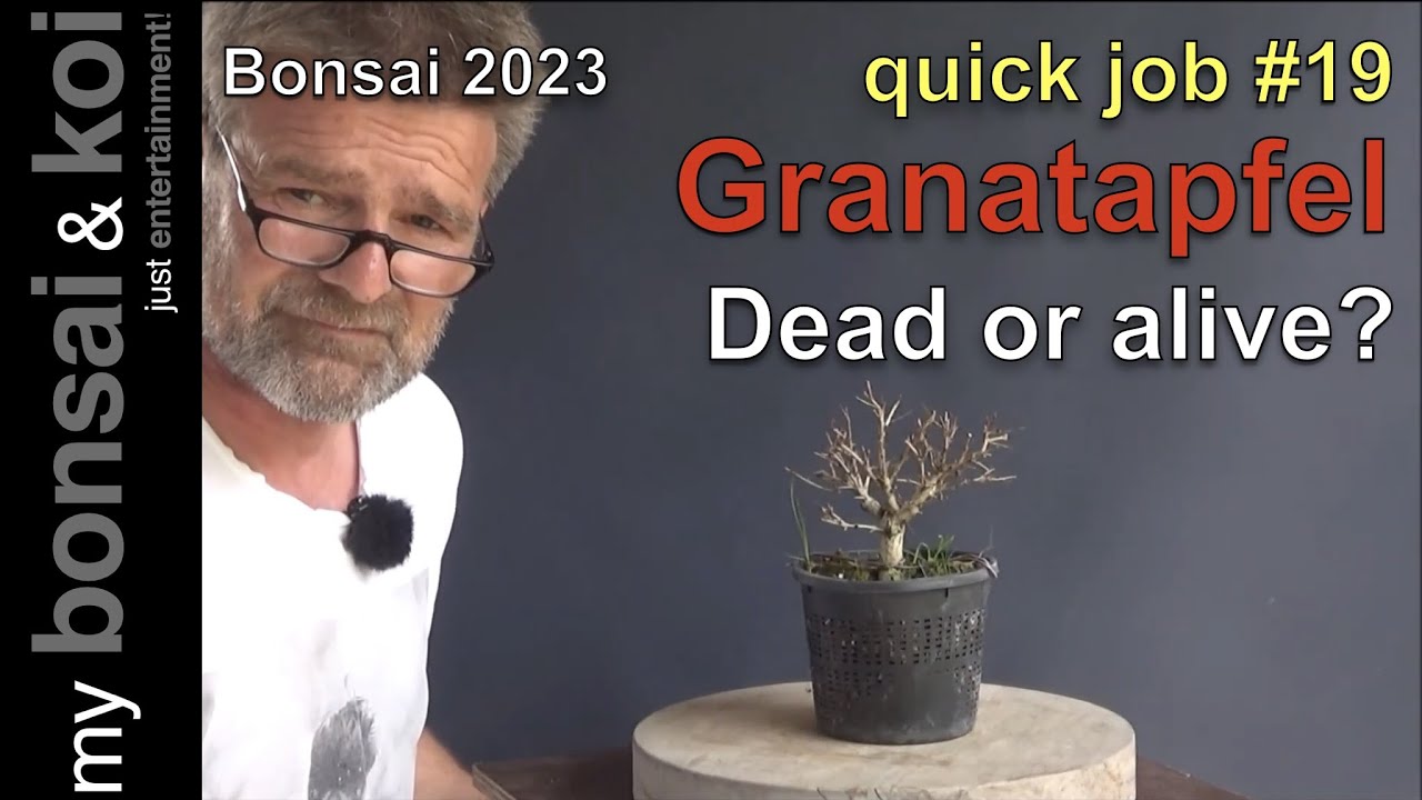 Bonsai 2023-52 - quick job #19 - Granatapfel - Totgesagte leben lnger oder  doch nicht