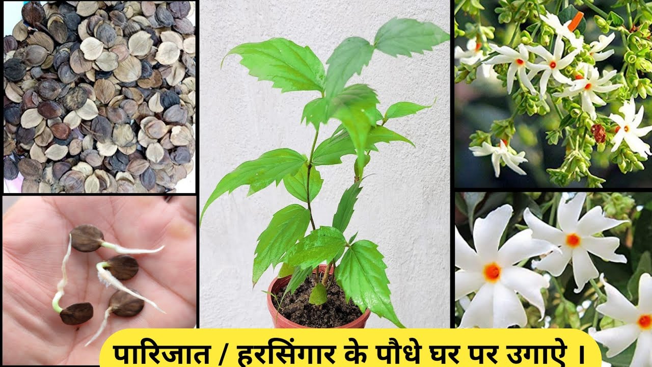 How To Grow Parijat Plant From Seeds how-to-grow-parijat-plant-from-seeds
