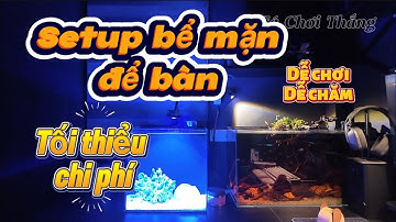 Setup một bể cá biển "TỐI THIỂU CHI PHÍ", dễ chơi, dễ chăm dành cho anh em mới chơi