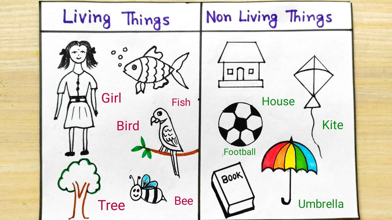 Living Things and NonLiving Things easy Living & NonLiving Things