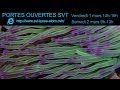 Portes ouvertes 2019 aux SVT au lycée de l'Elorn de Landerneau Mp3 Song
