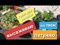 Высаживаю ампельную петунию на ПМЖ/ Петуния серии тайдал вейв, опера, изи вейв, вейв и тп/