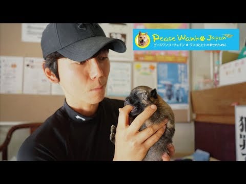 Peace Dog Japan rescues a two-week-old baby from an animal
