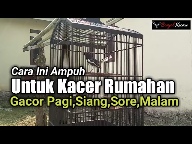 Rawatan Harian Kacer Untuk Rumahan Agar Cepat Gacor Buka Ekor - BONJOL KICAU class=