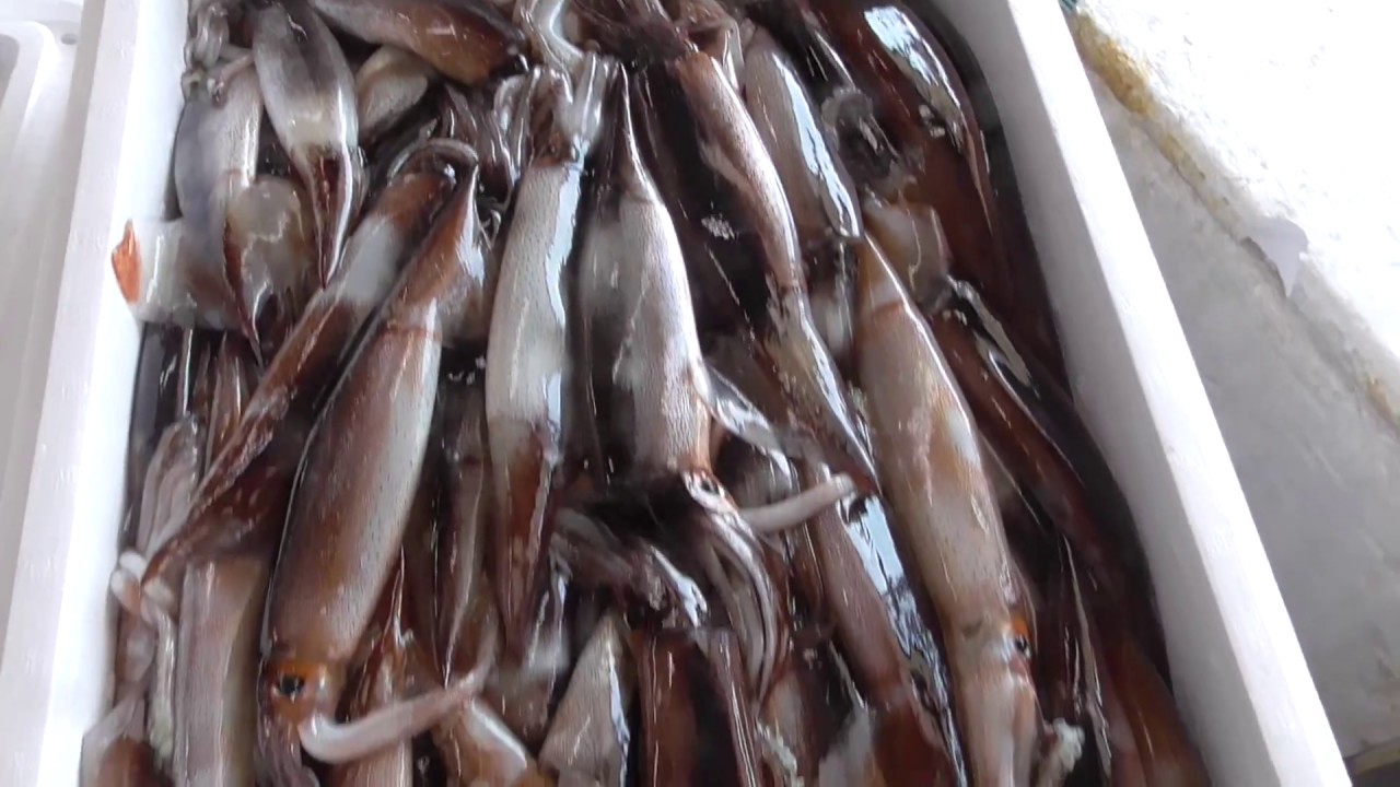 クエ釣りのエサ入荷 - MaxresDefault