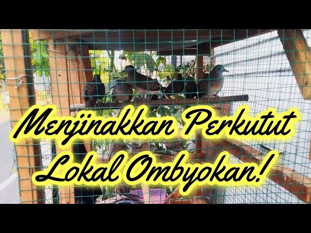 MENJINAKAN PERKUTUT LOKAL OMBYOKAN/HASIL JARINGAN #perkututombyokan class=