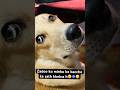 🫶🏻🧿 #animallife #viralvideo #cat #dog #kitten #pets #shorts #trending #cute