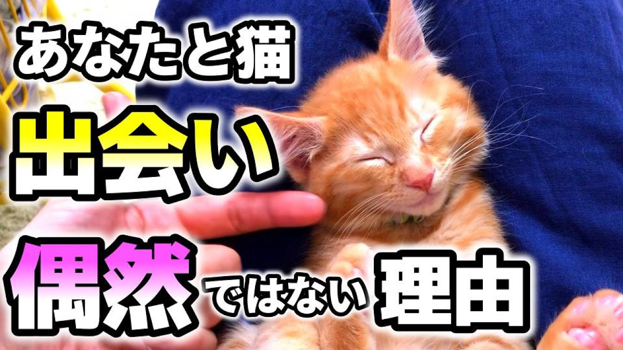 愛猫との出会いは運命かも!猫は自分で飼い主を選ぶスピリチュアル【猫との出会いは必然】「猫の気持ち・行動・仕草・サイン・心理」 亡くなったペット ...