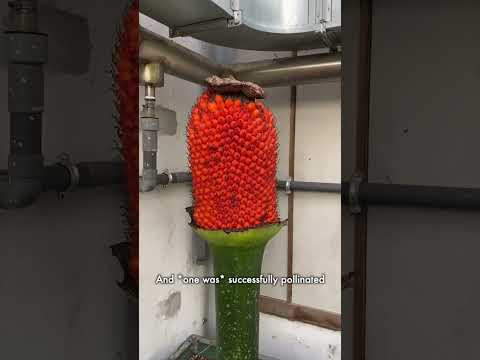 Video: Rafflesia Arnoldi va Amorphophallus Titanium - dunyodagi eng katta gullar