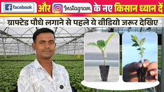 Grafted बैंगन, टमाटर और मिर्च लगाने वाले किसान ध्यान दें | फेसबुक और इंस्टाग्राम वालों के लिए विशेष 