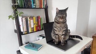 Today in Tech: Keep your computer safe from cats!