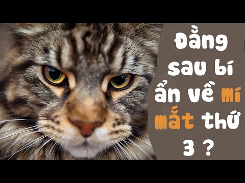 Video: Tại Sao Một Con Mèo Cần Một Mí Mắt Thứ Hai