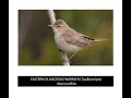 Eastern Olivaceous Warbler Eastern Olivaceous Warbler