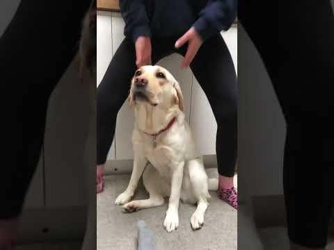 Wiggle wiggle wiggle your ears #retreiver #labrador #goldenretreiver #goldenretreivers #puppy