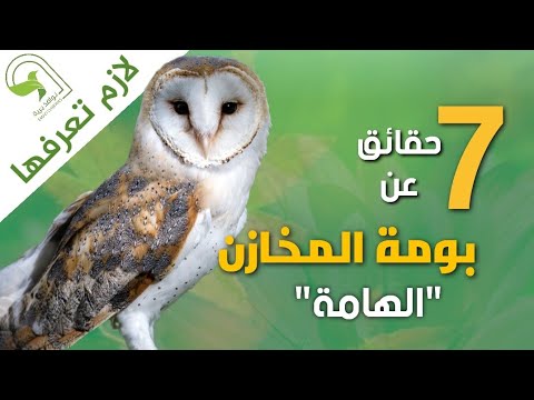 الهامة بومة المخازن اجمل انواع البوم الليلي