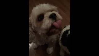 Cute dog eats peanut butter