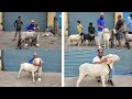 Sunday Mendey‼️ Sheep's on Palai at Choudhary Livestock|Vilayti| Rampuri|Merino|For Palai📲8080103536