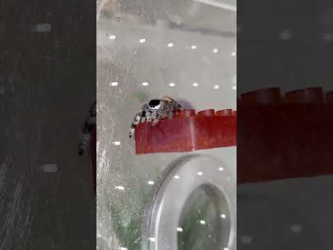 Jumping Spider Climbing Her Ledge