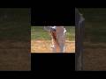 The purest test of skill, patience, and heart. #TestCricket #Cricket #Sports