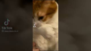 Cat turns into titan