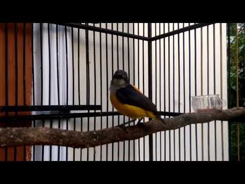 Video: Ceri Burung: Pendaratan