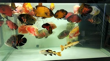 Cá tai tượng châu phi